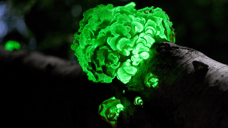 a bioluminescent fungus growing on a tree
