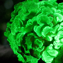 a bioluminescent fungus growing on a tree