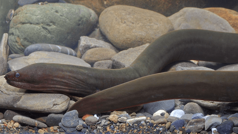 an eel in a tank sitting on rocks, it has very dark coloration