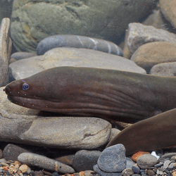 an eel in a tank sitting on rocks, it has very dark coloration