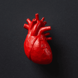 an anatomically accurate red heart on black background