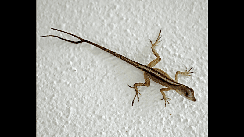 an anole lizard with a fork-ended tail