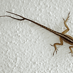 an anole lizard with a fork-ended tail