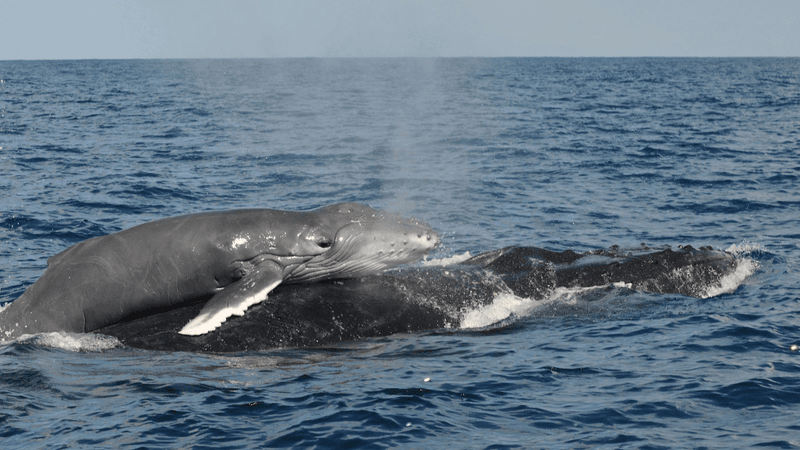  A newborn calf resting on its mother's back. A striking image that illustrates the strong maternal bond in humpback whales.