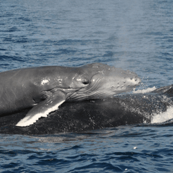  A newborn calf resting on its mother's back. A striking image that illustrates the strong maternal bond in humpback whales.