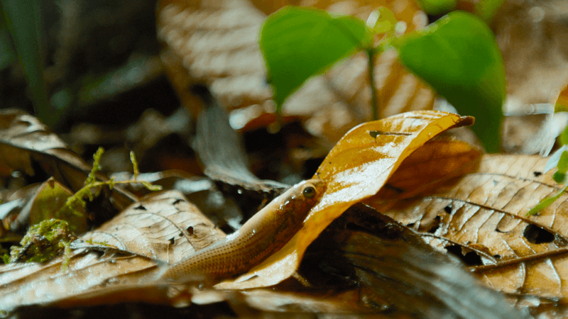 a killifish on land using its tail to leap and breathe thanks to blood near the surface of its skin