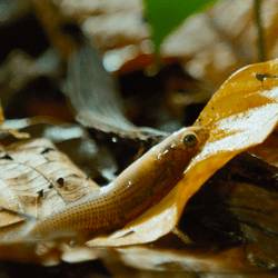 a killifish on land using its tail to leap and breathe thanks to blood near the surface of its skin
