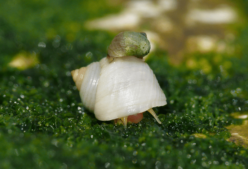 Two types of Littorina saxatilis snail live in Swedish Koster archipelago: the smaller wave-ecotype (top) and the larger crab-ecotype (bottom).