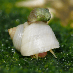 Two types of Littorina saxatilis snail live in Swedish Koster archipelago: the smaller wave-ecotype (top) and the larger crab-ecotype (bottom).