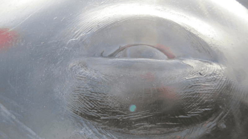 a bowhead whale eye close up, the bowhead whale has a cataract linked to extreme age in these animals, around 200 years