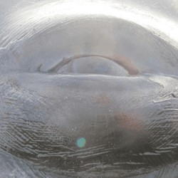 a bowhead whale eye close up, the bowhead whale has a cataract linked to extreme age in these animals, around 200 years