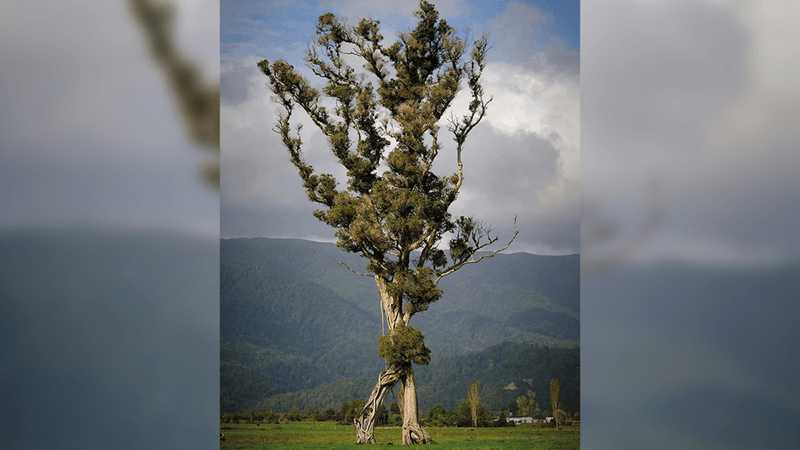 northern rata