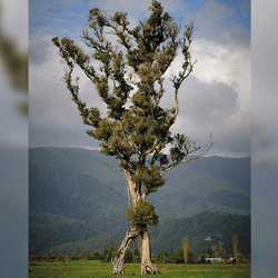 northern rata