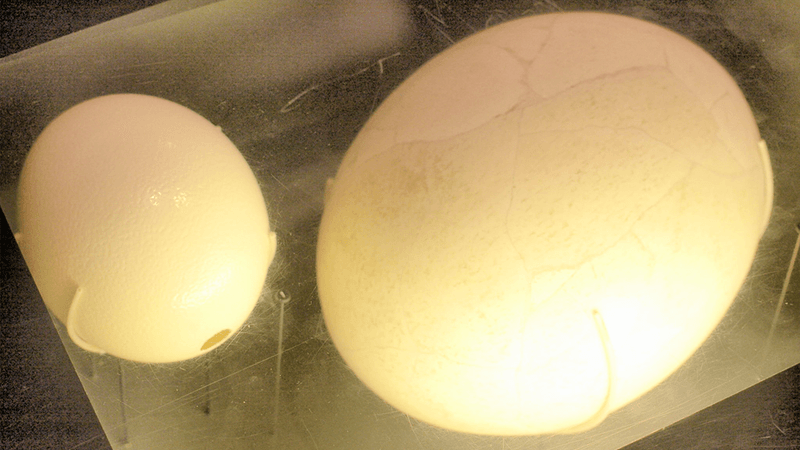 Ostrich egg next to an elephant bird egg.