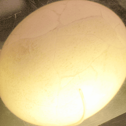 Ostrich egg next to an elephant bird egg.