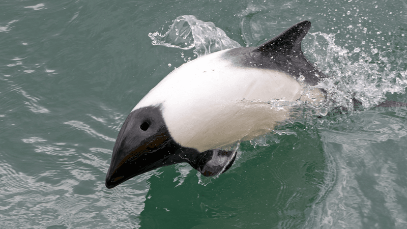 a panda dolphin, also known as piebald dolphin, has uneven patches of black and white skin