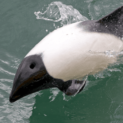 a panda dolphin, also known as piebald dolphin, has uneven patches of black and white skin