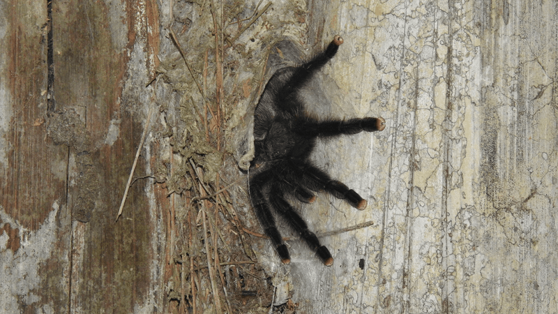 a pinktoe tarantula in a hole in a tree