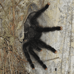 a pinktoe tarantula in a hole in a tree