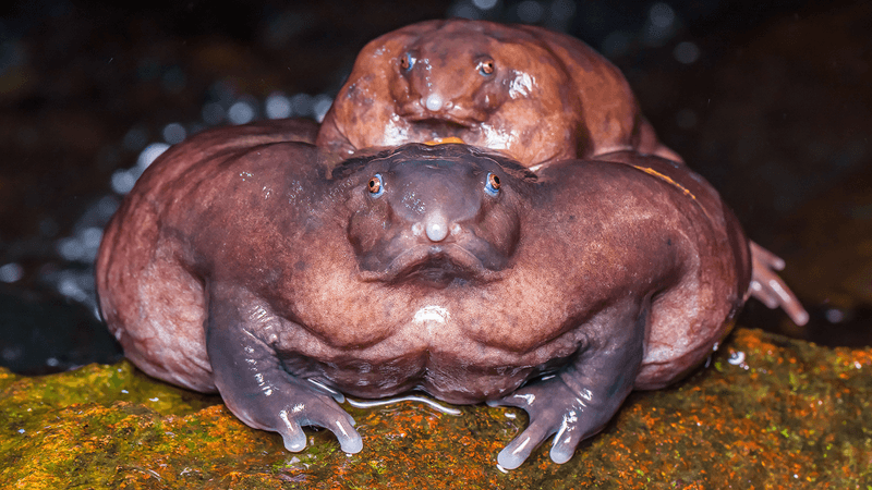 a purple frog female is very large, wearing her small purple frog mate as a backpack
