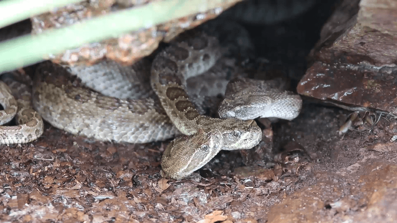 Two rattlesnakes drink water off the head of a third rattle snake. All are grey and brown with patterns on their scales and all are under a small rocky overhang.