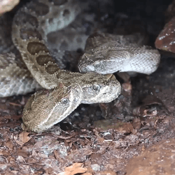 Two rattlesnakes drink water off the head of a third rattle snake. All are grey and brown with patterns on their scales and all are under a small rocky overhang.