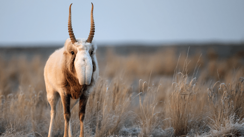 saiga antelope