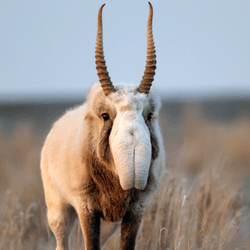 saiga antelope
