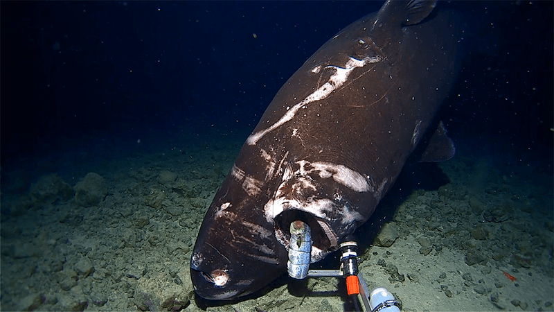 A large dark colored shark opens its mouth over a baitfish underwater.