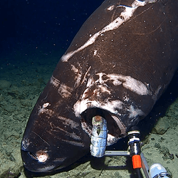 A large dark colored shark opens its mouth over a baitfish underwater.