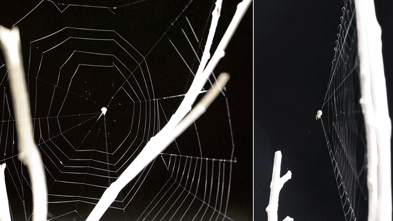 a slingshot spider with its web pulled so that its ready to strike like a slingshot