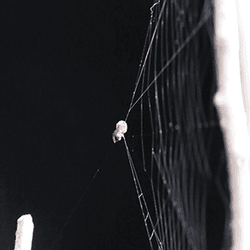a slingshot spider with its web pulled so that its ready to strike like a slingshot