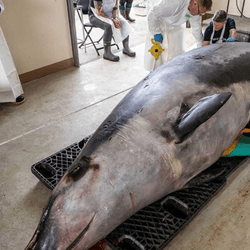 a large light grey and dark grey spade tooth whale on a trolley surrounded by people about to perform a dissection