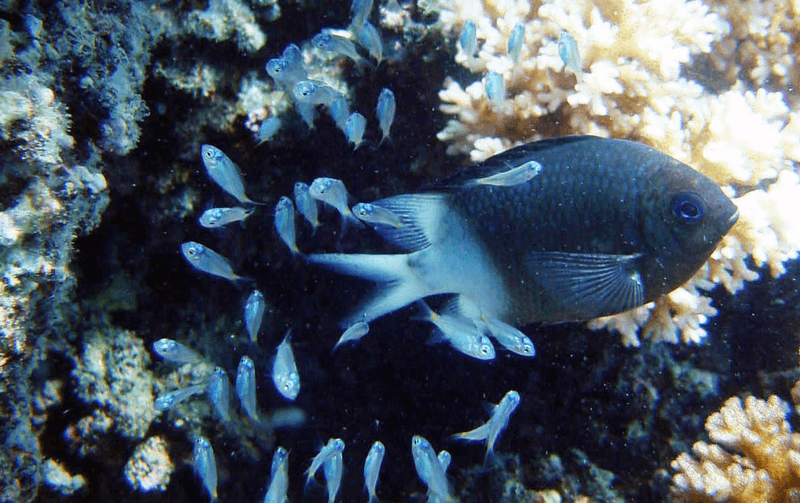 An adult spiny chromis damselfish with some of the young it is guarding from predators and parasites, something no other Great Barrier Reef fish species does.