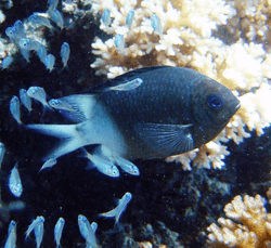 An adult spiny chromis damselfish with some of the young it is guarding from predators and parasites, something no other Great Barrier Reef fish species does.