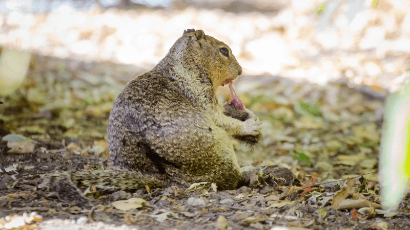 a squirrel eating a vole