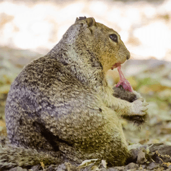 a squirrel eating a vole