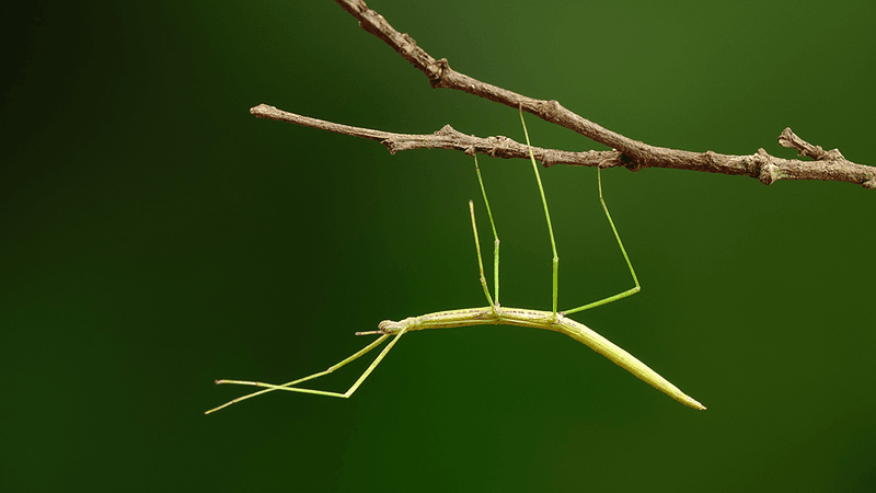 A stick insect hanging onto a branch.