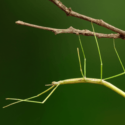A stick insect hanging onto a branch.