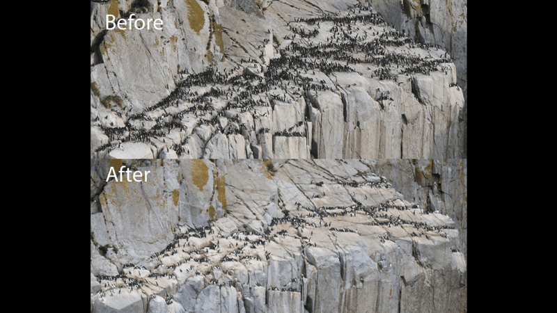 a photo showing lots of murres before devastating die off event caused by the blob, now the same cliffs are very empty