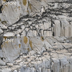 a photo showing lots of murres before devastating die off event caused by the blob, now the same cliffs are very empty