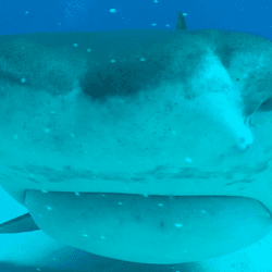 A tiger shark face comes directly at the camera underwater.