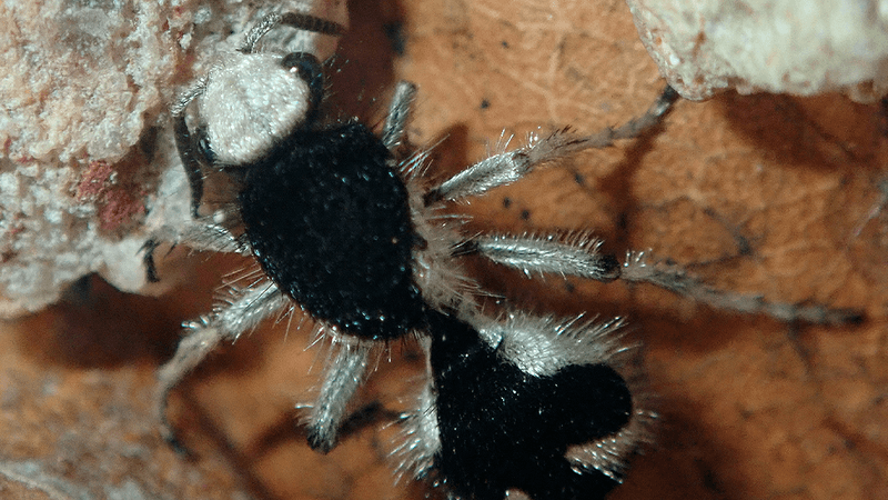 Black and white velvet ant species with white head and very dark black marks on its body. The legs are white and its on a brown background.