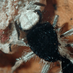 Black and white velvet ant species with white head and very dark black marks on its body. The legs are white and its on a brown background.