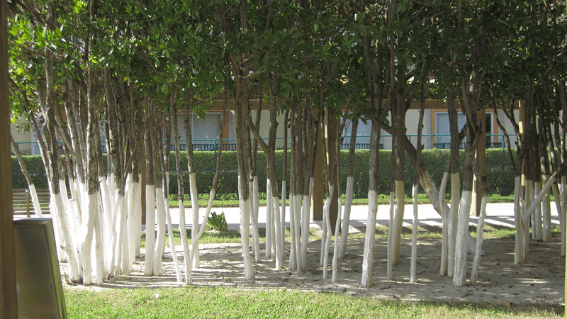 Trees painted white at the bottom in the Yucatan of Mexico