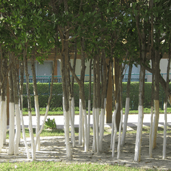Trees painted white at the bottom in the Yucatan of Mexico