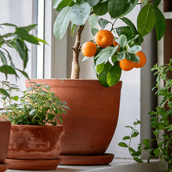 Several potted plants.