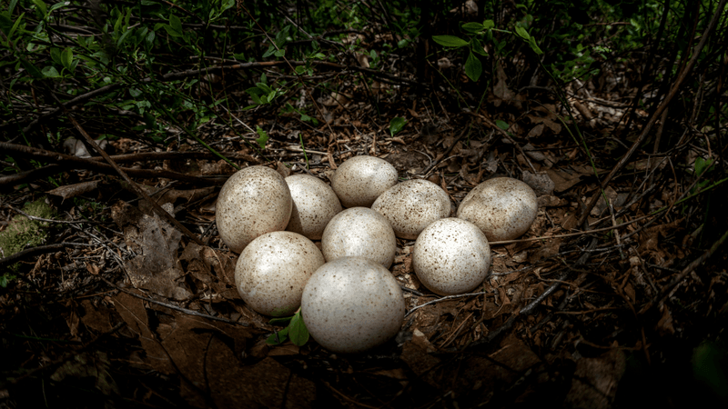 wild turkey eggs in a nest of leaves among some trees