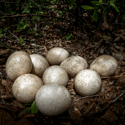 wild turkey eggs in a nest of leaves among some trees