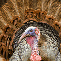Wild Turkey bird in Minnesota